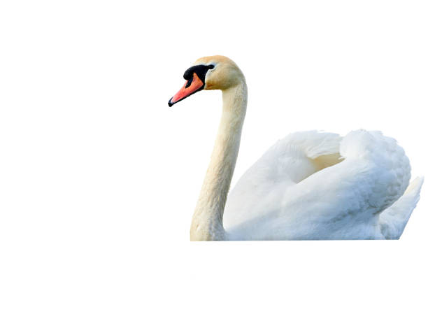 istock Mute swan, cygnus olor isolated on white background. 1475057882