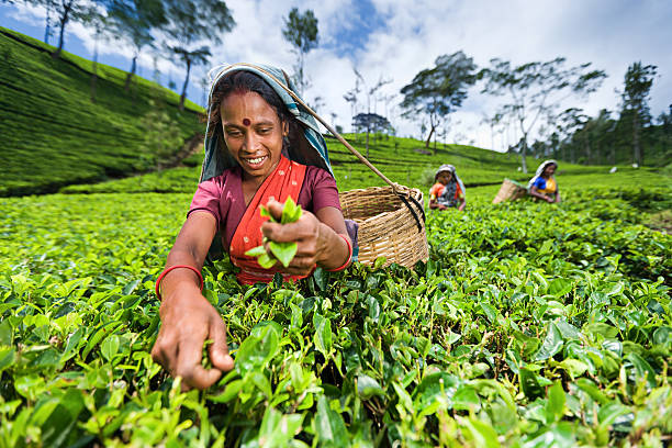 tamil selettori pizzicare le corde di foglie di tè con piantagione - tea crop picking agriculture women foto e immagini stock