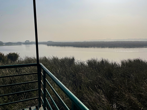 Stock photo showing view across bird conservation area seen from deck of observation tower with wetland lake and swampy reed beds.