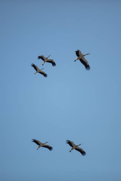 istock Flock of storks are flying in the sky. 1475059487