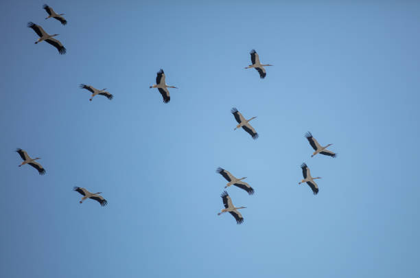 istock Flock of storks are flying in the sky. 1475059787