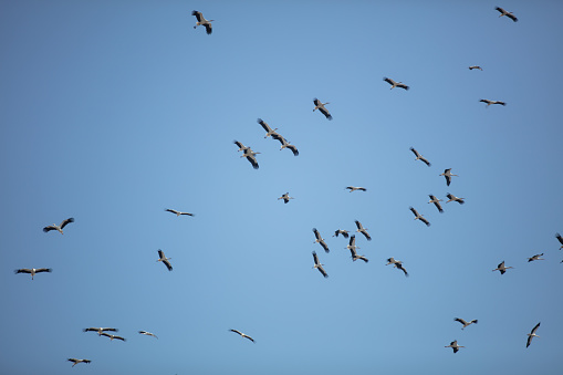 Flock of migrating ducks and geese flying in front of full moon and silhouetted against blue night sky