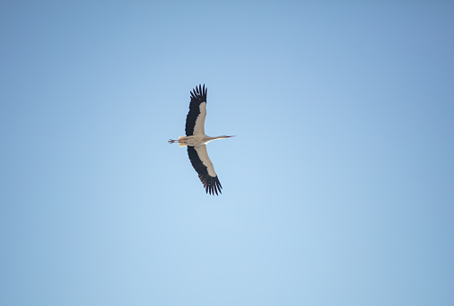 Storks have a nearly cosmopolitan distribution, being absent from the poles, most of North America and large parts of Australia. The stork diversity are in tropical Asia and sub-Saharan Africa, with eight and six breeding species respectively.