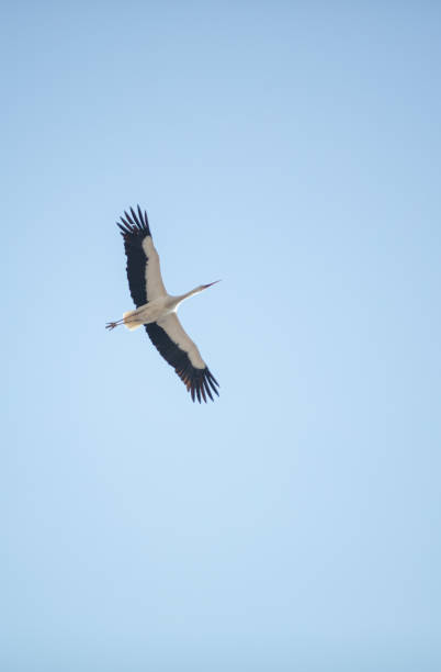 istock Single stork is flying in the sky. 1475059931