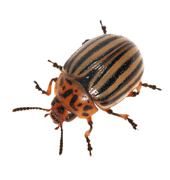 istock isolated colorado potato beetle 147506000