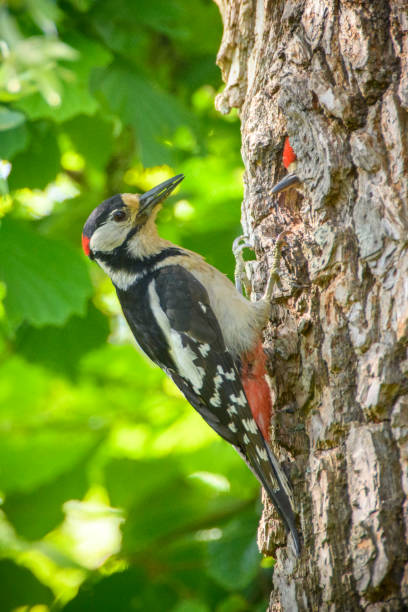 istock Great Spotted Woodpecker feeding a chick in its hole in a tree during springtime 1475060676