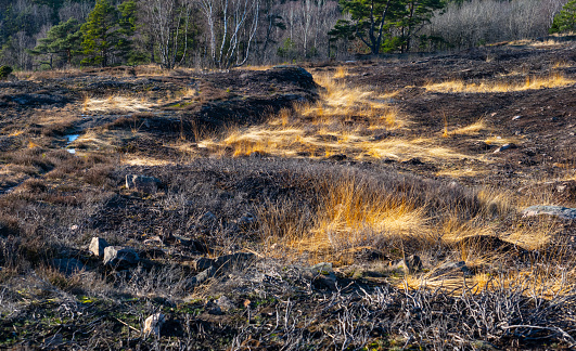 Burnt grass and vegetation on a hill in a park.