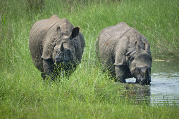 istock Two Asian rhinoceros eating grass in a river 1475061254