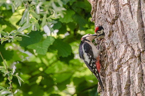 Great Spotted Woodpecker (Dendrocopos major)