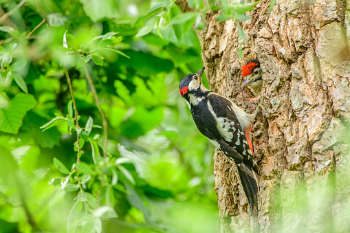 Great Spotted Woodpecker (Dendrocopos major) female bird feeding a chick in its nest hole in a tree during springtime in a forest.