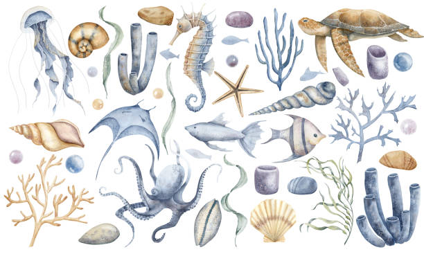 duży podwodny zestaw z koniem morskim, meduzami, koralowcami i żółwiem. ręcznie rysowana akwarela ilustracja wodorostów i podwodnych zwierząt do clipartów na izolowanym tle. kolorowy rysunek z muszlami - starfish underwater sea fish stock illustrations