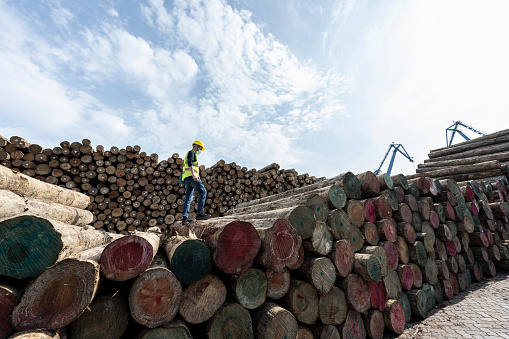 Splitting wood with an ax into smaller logs in traditional way