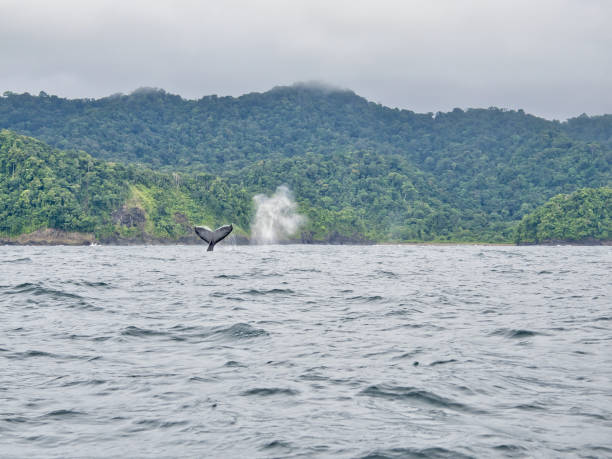 una coda di balena nell'oceano pacifico vicino a nuquí. - choco foto e immagini stock