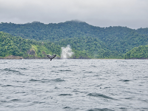 Nuquí is a municipality and town in the Chocó Department, Colombia. Nuquí has a big variety of flora and fauna. July and October is the perfect time for humpback-whale watching in Colombia, because in this season the whales come to 