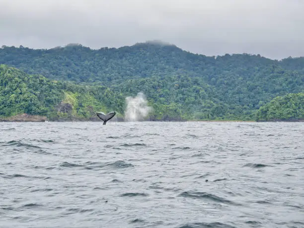 Photo of A whale tail in the Pacific Ocean near to Nuquí.