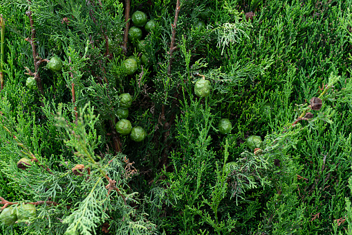 Texture green fir needles close up photo. High quality photo