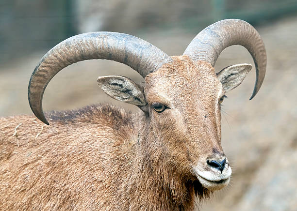 istock Alpine ibex - Capricorn Portrait 147506855