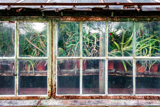 istock Plants growing in a rusty greenhouse 1475070589
