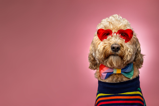 High quality stock photo of a Goldendoodle wearing a rainbow bow tie on a pink background in the studio.