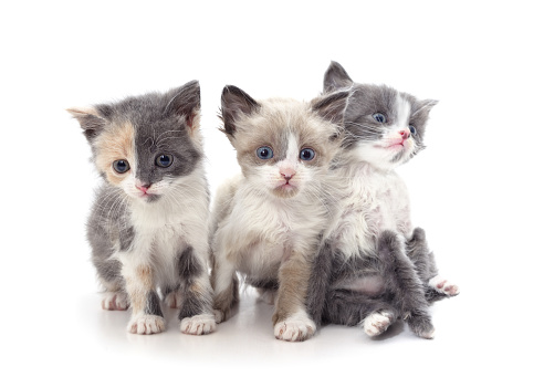 Three small kittens isolated on a white background.