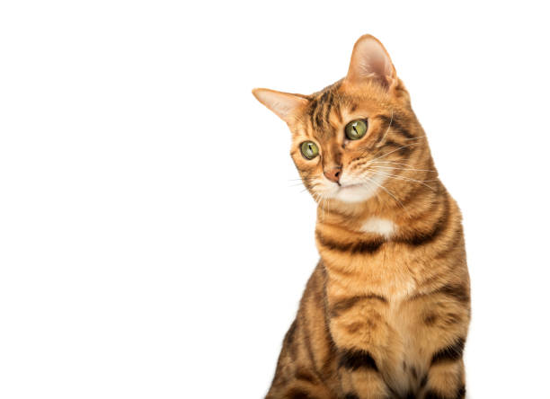 istock Funny muzzle of a Bengal cat with a displeased expression. 1475072205