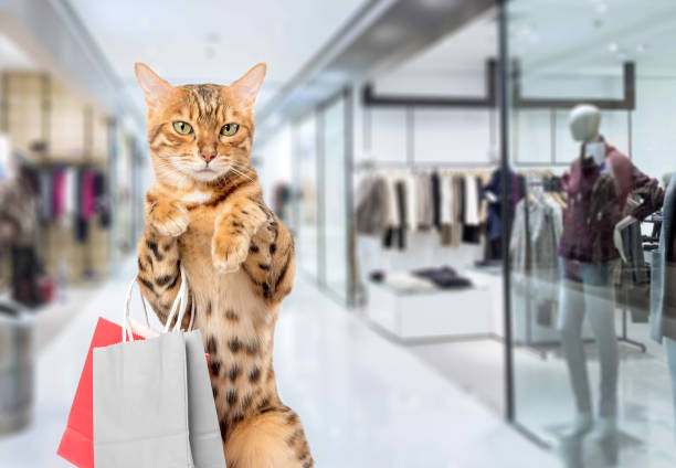 gatto con borse della spesa nel centro commerciale. shopping cat. - domestic cat bag shopping gift foto e immagini stock