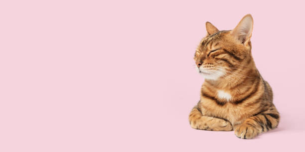 istock Cute Bengal cat on a colored background with closed eyes. 1475072409