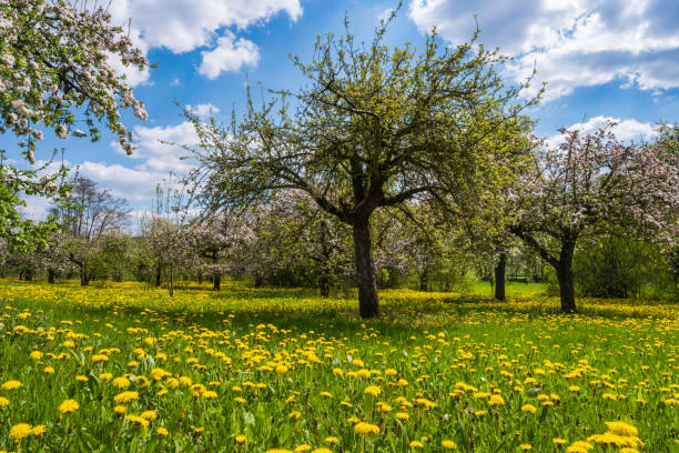 istock Cherry blossom in Franconia/Germany 1475072858