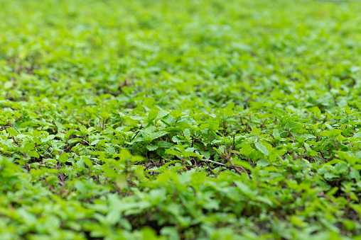 Full frame shot of mint garden
