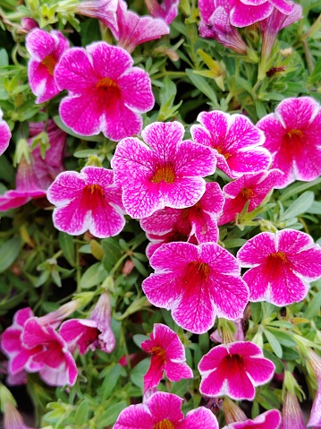 Calibrachoa hybrid