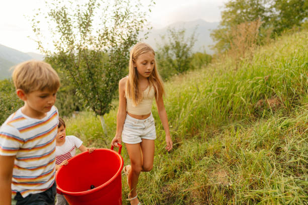 Photo of happy kids picking plums in the orchard