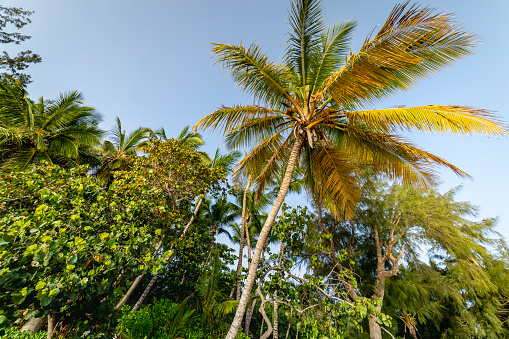 Caribbean tropical palm trees in Saona island, Punta Cana at sunny day, Dominican Republic