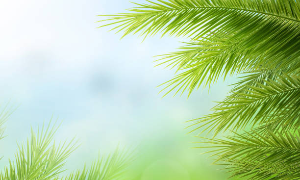 istock Palm leaves in front of blue sunny summer sky 1475076874