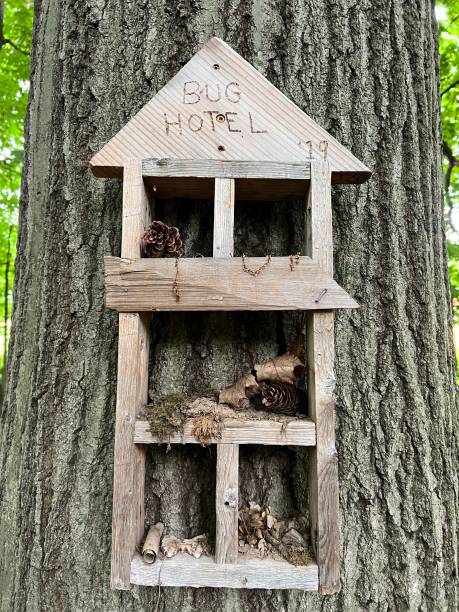 istock A Bug Hotel Along the Walking Trail in the Woods 1475077019