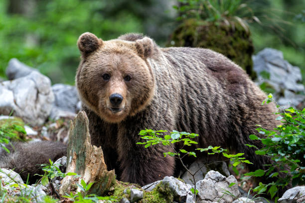 Brown bear in the forest in Slovenia stock photo
