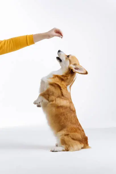 Photo of Adorable cute Welsh Corgi Pembroke stands on its hind legs on white studio background. Most popular breed of Dog