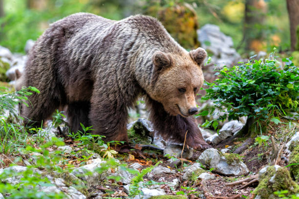 istock Brown bear in the forest in Slovenia 1475077657