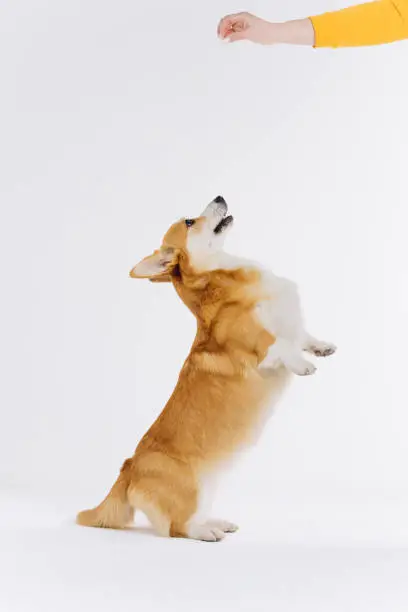 Photo of Adorable cute Welsh Corgi Pembroke stands on its hind legs on white studio background. Most popular breed of Dog