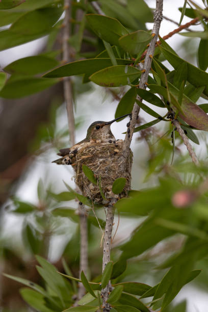 istock Hummingbird sitting in a nest 1475077718