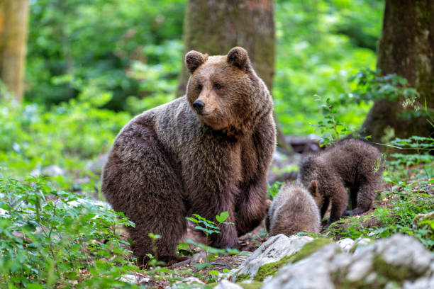 istock Brown bear in the forest in Slovenia 1475077781