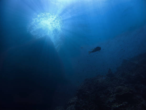 istock Puffer fish in a deep blue underwater landscape 1475077874