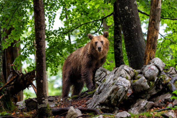 istock Brown bear in the forest in Slovenia 1475077893