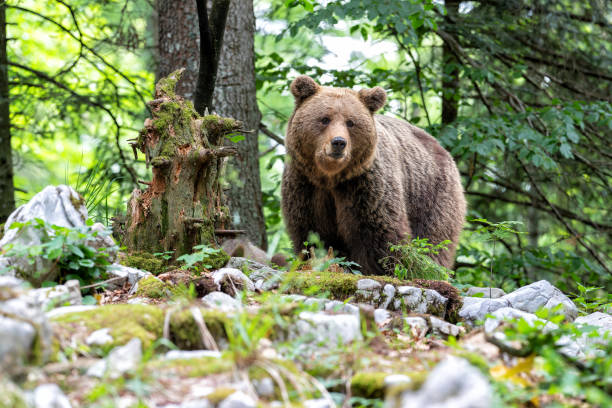 istock Brown bear in the forest in Slovenia 1475077894