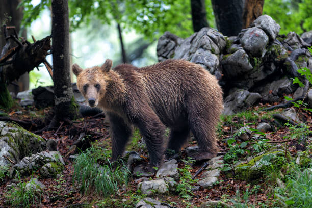 istock Brown bear in the forest in Slovenia 1475077925