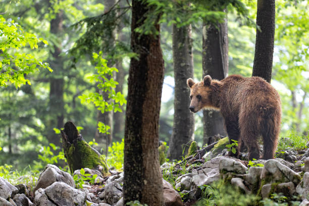 istock Brown bear in the forest in Slovenia 1475077950