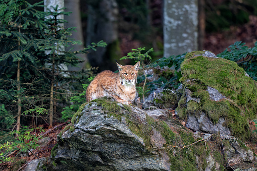 Eurasian lynx standing in a meadow and looking up.