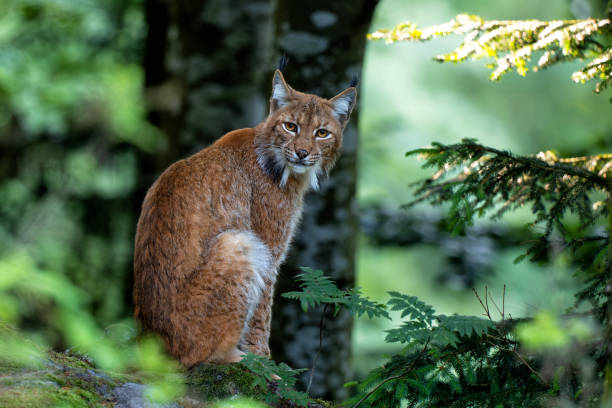 luchs im bayerischen wald - luchs stock-fotos und bilder