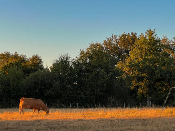 una sola vaca marrón pastando en un campo al atardecer con árboles en el fondo en verano en francia - eleanor fotografías e imágenes de stock