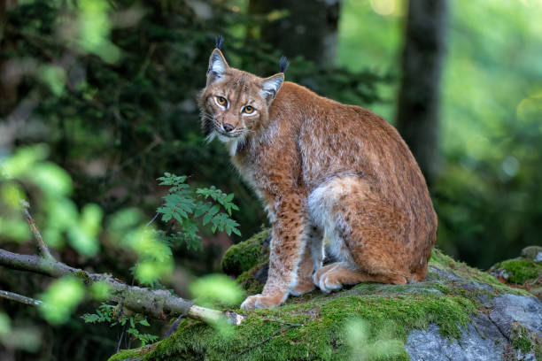 istock Lynx in the Bayerischer Wald 1475078026