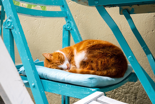 Cute orange cat is sleeping on cafe chair. Pet friendly cafe concept.